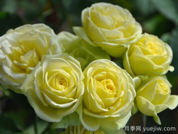 奶油龍沙寶石月季是藤本還是灌木？