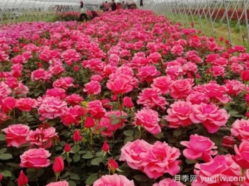 香飄九州，南陽月季何以花滿天下？