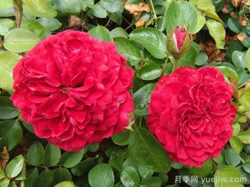    推薦30種漂亮的灌木月季花，花大味香好養(yǎng)