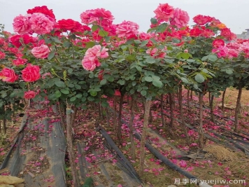 影響樹狀月季嫁接生活率的五大因素，你了解幾個？