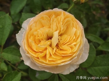 推薦十大優(yōu)秀的灌木月季品種