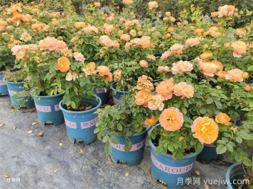 什么樣的月季適合陽臺種植？