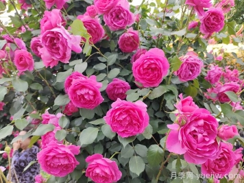 花墻養(yǎng)成必選的6種藤本月季品種，四季開花不停歇
