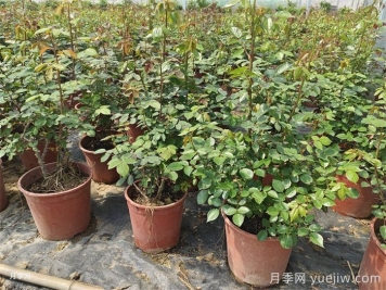 新買的月季苗如何換盆？