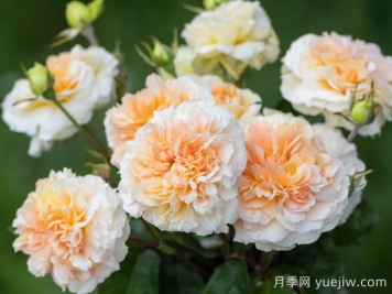 微芒月季