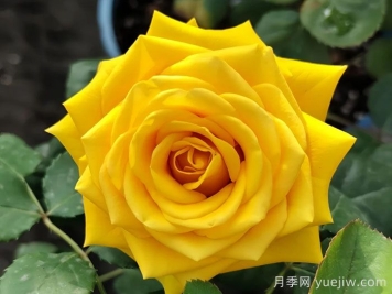 蘇格蘭黃油月季