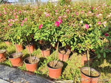 秋天給月季花換盆土還會再開花嗎？