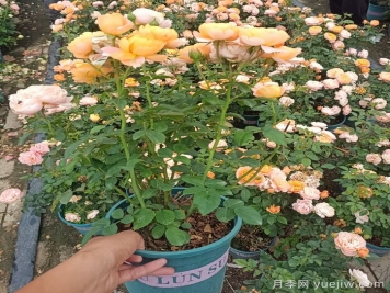 想要月季花養(yǎng)圓潤，舍得修剪才能養(yǎng)成