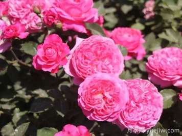 新時代月季