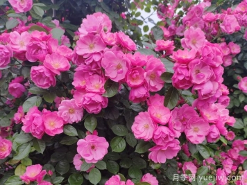 藤本月季哪個(gè)品種好？推薦8種，漂亮好養(yǎng)開(kāi)花不停