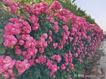 推薦10種瘋長藤本月季，快速養(yǎng)出花墻