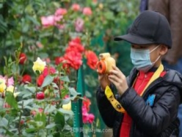 2185萬株市花月季盛開！請叫鄭州“月季花城”
