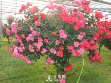 月季樹高貴典雅、花型花色多樣