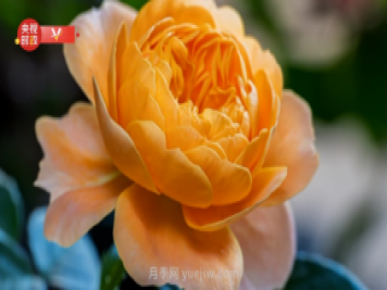共享生態(tài)美景 助推鄉(xiāng)村振興——走進南陽月季博覽園