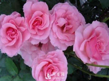 溫室月季小苗種植需要注意哪些事項(xiàng)？
