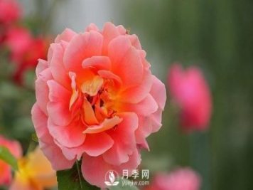 河南月季基地是怎樣防治介殼蟲病害的？