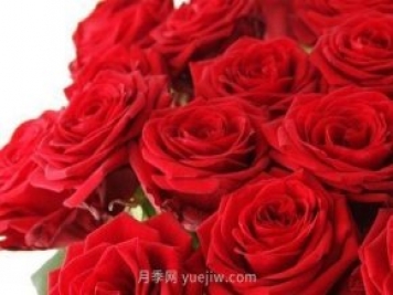 玫瑰、月季有區(qū)別？原來(lái)這么容易區(qū)分，一看就懂