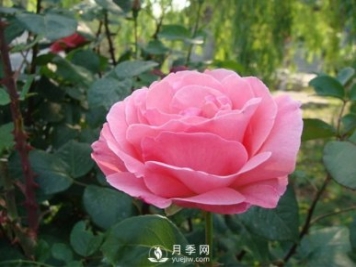 月季梅雨季易有黑斑病，該怎么養(yǎng)護呢？