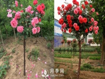 南陽樹狀月季基地提醒，盡量別在網(wǎng)上購月季樹了