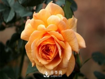 盆栽月季樹插穗、新栽苗、生長期如何修剪？
