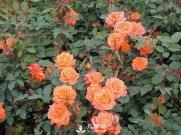 月季花茶和玫瑰花茶怎樣能夠區(qū)分開？