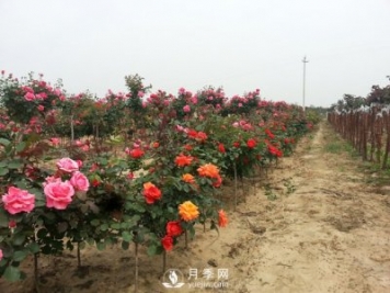 月季樹可以移栽嗎？要注意什么你都知道嗎？
