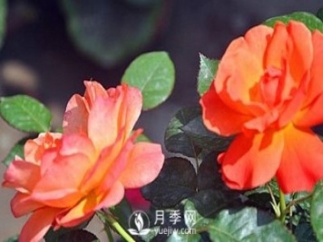 南陽大花月季在種植時(shí)要注意哪些問題呢？