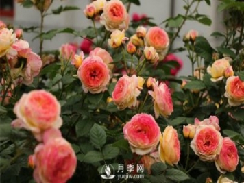 月季網(wǎng)教你不同時(shí)期的月季都有哪些修剪方式？