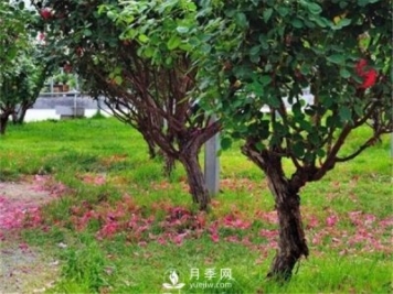 月季樹，玫瑰樹，樹狀月季的優(yōu)勢