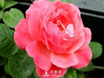 河南大花月季扦插發(fā)芽要掐掉嗎？