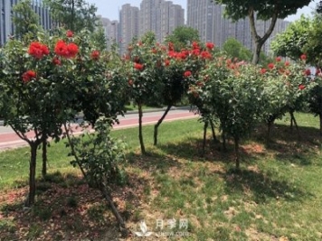 樹狀月季花黑斑病的防治方法有哪些？