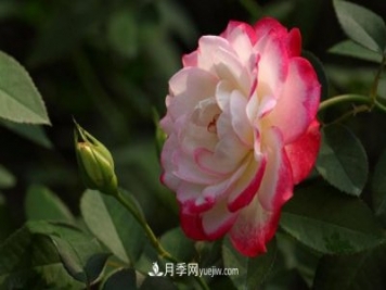 月季常見的病蟲害問題！月季這么養(yǎng)，芬芳留給你
