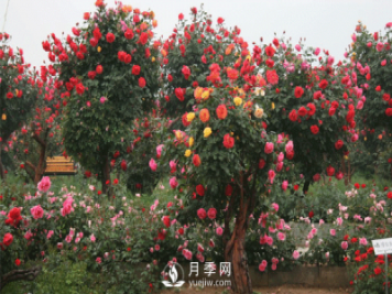 怎樣有效的防治園林月季樹黑斑病害？
