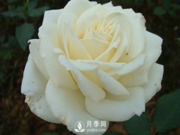 南陽大花月季早春管理注意事項介紹