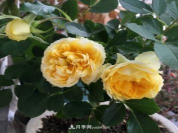 冬季實(shí)惠的裸根月季，栽種做好3件事讓冬季室內(nèi)開滿花