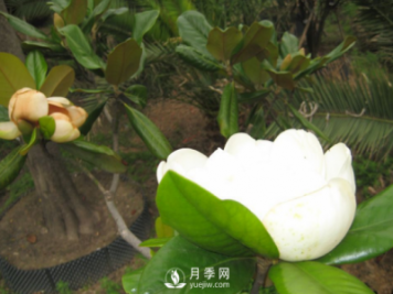 廣玉蘭遭遇病蟲害怎么辦？南陽(yáng)玉蘭養(yǎng)護(hù)知識(shí)