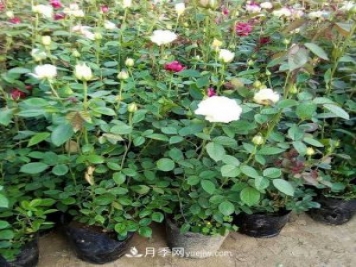 月季被稱為花中皇后！摸清修剪的最佳時(shí)機(jī)，四季常開(kāi)