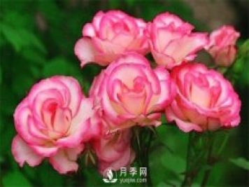 哪些藥可以除月季紅蜘蛛？月季網(wǎng)告訴你