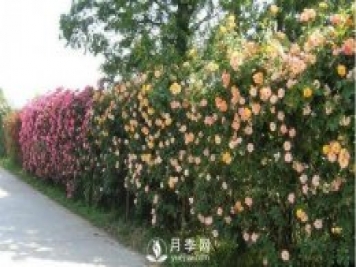 做花墻除了藤本月季花墻，還有這4種花