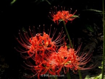 彼岸花(曼珠沙華)的形態(tài)特征和習(xí)性文化