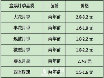 2021年春季盆栽月季市場報(bào)價 盆花月季多少錢一棵？