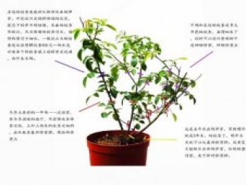 月季修剪圖解 月季網(wǎng)有詳細(xì)說(shuō)明