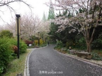 實(shí)測(cè)3款“識(shí)花小程序”，讓你再也不愁認(rèn)錯(cuò)花