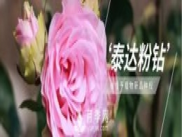 天津泰達集團4個耐鹽堿月季新品種獲國家林草局授權
