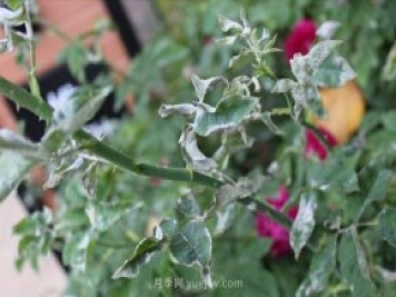 月季白粉?。總Υ蟛淮?？防治簡(jiǎn)單，治療困難