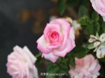 新手必備9個大花月季經(jīng)典品種，不可錯過的美人