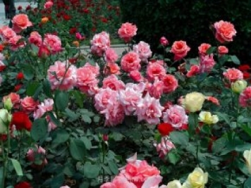 7月養(yǎng)這6種花卉，長得快花量大適合新手