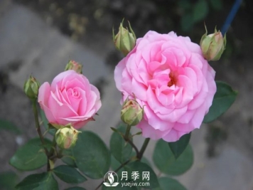 泰達(dá)粉鉆月季的優(yōu)缺點(diǎn)是什么？