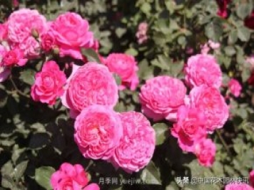 月季創(chuàng)新聯(lián)盟評(píng)出百個(gè)月季品種 百年百花獻(xiàn)禮建黨百年