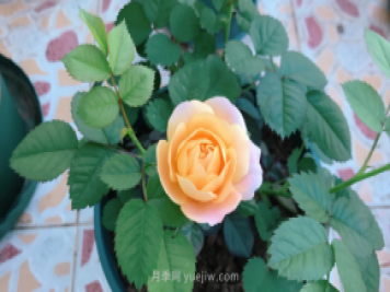 7月月季常爆發(fā)這3種蟲害，對癥下藥無煩惱